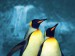 tučňáčci